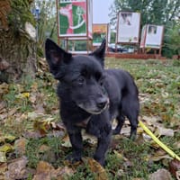 Lucek, pies do adopcji