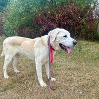 Kaj, pies do adopcji