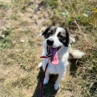 Fester, pies do adopcji
