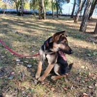 Rico, pies do adopcji