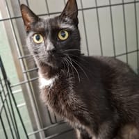 Elaiza, kotka do adopcji