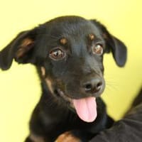 Candy sucht liebevolles zu Hause..., Hündin zur Adoption