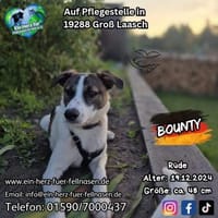 BOUNTY-möchtest Du mir SIcherheit geben?, Hund zur Adoption