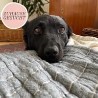 Ruhige MÉRIDA sucht ihr Zuhause ❤, Hündin zur Adoption
