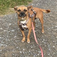 Kleine Nelly sucht Herz & Sofa, Hündin zur Adoption