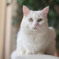 Miila Türkisch Angora Katze sucht!, Katze zur Adoption