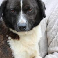 Batida  sehr liebenswerte, kleine Hündin, Hündin zur Adoption