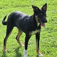 Maya wartet in 97513 Michelau, Hündin zur Adoption