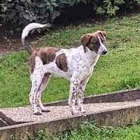 Spike wartet in 97513 Michelau, Hund zur Adoption