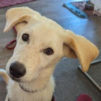 Carlo, geb. ca. 03/2025, 87763 Lautrach, Hund zur Adoption