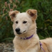Anika ein Herz auf vier Pfoten..., Hündin zur Adoption