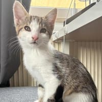 BLUSH, Katze zur Adoption