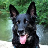 ELISA - bildhübsche Wasserratte, Hündin zur Adoption