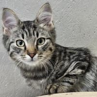 PEPITO-entzückender kleiner Katzenmann!, Kater zur Adoption