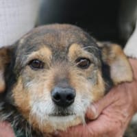 Ahab - liebenswerter, anhänglicher Rüde, Hund zur Adoption