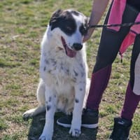 NOTFALL ‼ Freundlicher JACKSON 🆘🆘🆘, Hund zur Adoption