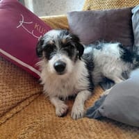 Toller Parson Russel Mix Bony, Hund zur Adoption