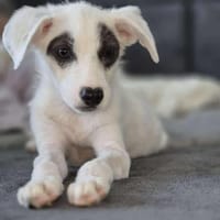 Süßer SNOOPY sucht liebes Zuhause, Hund zur Adoption