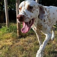 Charlie sucht Pflegestelle/Zuhause, Hund zur Adoption