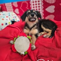 DIRHAM ❤ liebevoller Athlet, Erkelenz, Hund zur Adoption