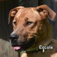 ERCOLE, Hund zur Adoption