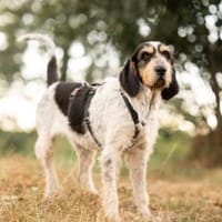 Pixie, Hündin zur Adoption