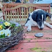 Bim  menschenbezogen und fröhlich, Hund zur Adoption