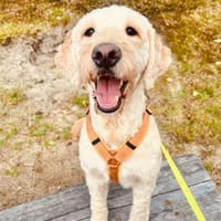 Gina-Golden Doodle will ein neues Leben, Hündin zur Adoption
