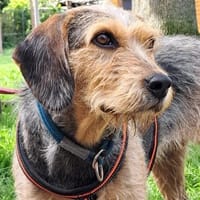 VETU - auf Pflegestelle bei Ulm!, Hündin zur Adoption
