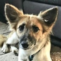 Kleine LIZA 2, Hündin zur Adoption