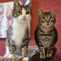 Hermes & Hubertus - geb. 04/2024, Kater zur Adoption