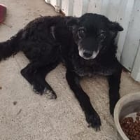 💕Sunny💕 sucht ihre Menschen💕, Hündin zur Adoption