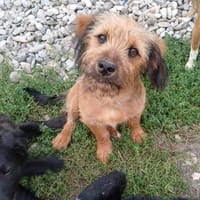 Samson sucht seine Menschen, Hund zur Adoption