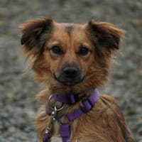 Nika unsere  Schönheit.., Hündin zur Adoption