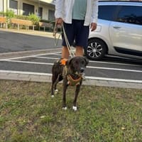 Treuer Enjo, Hund zur Adoption