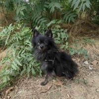 Bobby ein kleiner Spitz, Hund zur Adoption