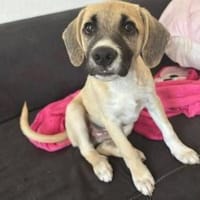 Leo Sicht sein Zuhause, Hund zur Adoption
