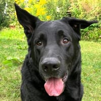 JOKO - bildhübsch&menschenbezogen, Hund zur Adoption