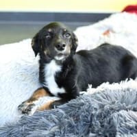 STELLA  kleine Zaubermaus sucht Dich..., Hündin zur Adoption