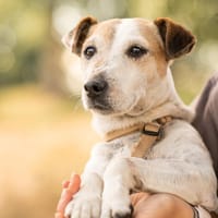 Milou, Hund zur Adoption