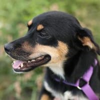 PENNY   Hundedame sucht ihr Glück, Hündin zur Adoption