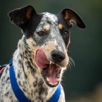 Ich, Joep, möchte mit dir kuscheln 💕, Hund zur Adoption
