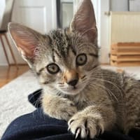 BERRY, Katze zur Adoption
