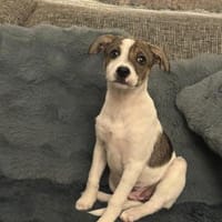 Aira ein tolles liebes Mädchen, Hündin zur Adoption
