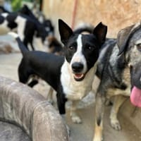 Bütyök, freundlicher Bub, ca. 4 Jahre, Hund zur Adoption
