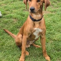 Maico (zur Pflege in 59423 Unna), Hund zur Adoption