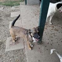 Ivy - bald in 50859 Köln, Hündin zur Adoption