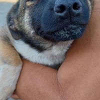 MURMEL - bald in 50321 Brühl, Hund zur Adoption