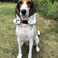 Olivia 4 -schüchtern,sanfter Charakter-, Hündin zur Adoption
