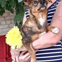 Micky ein tapferer kleiner Mann, Hund zur Adoption